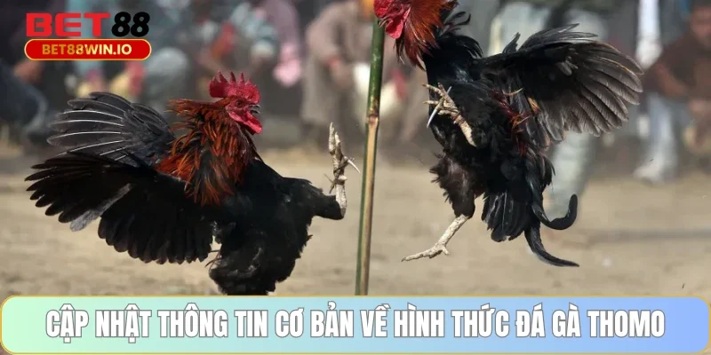 Cập nhật thông tin cơ bản về hình thức đá gà Thomo