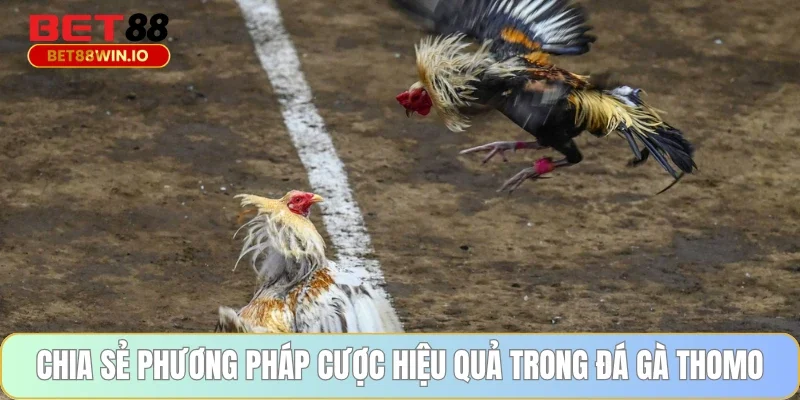 Chia sẻ phương pháp cược hiệu quả trong đá gà Thomo