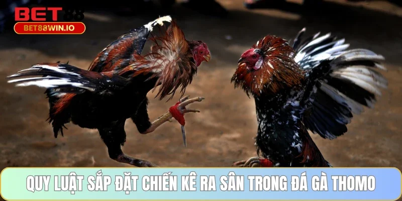 Quy luật sắp đặt chiến kê ra sân trong đá gà Thomo