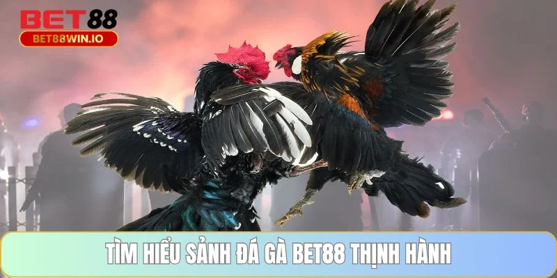Tìm hiểu sảnh Đá gà BET88 thịnh hành
